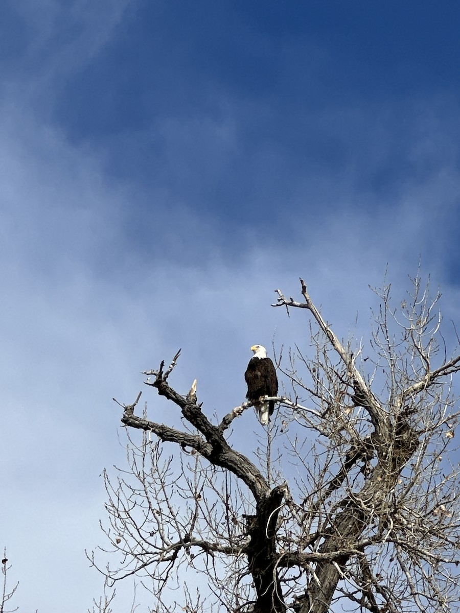 Bald Eagle - ML645793981