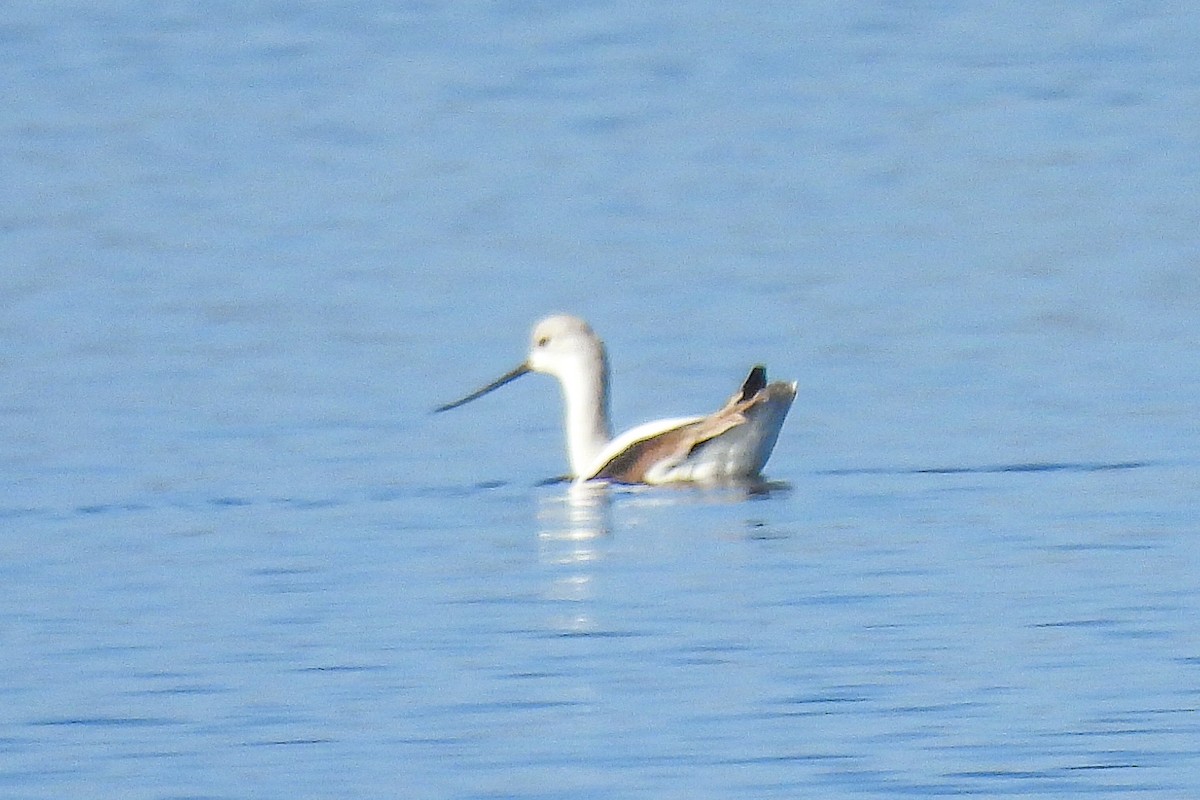 American Avocet - ML645793984