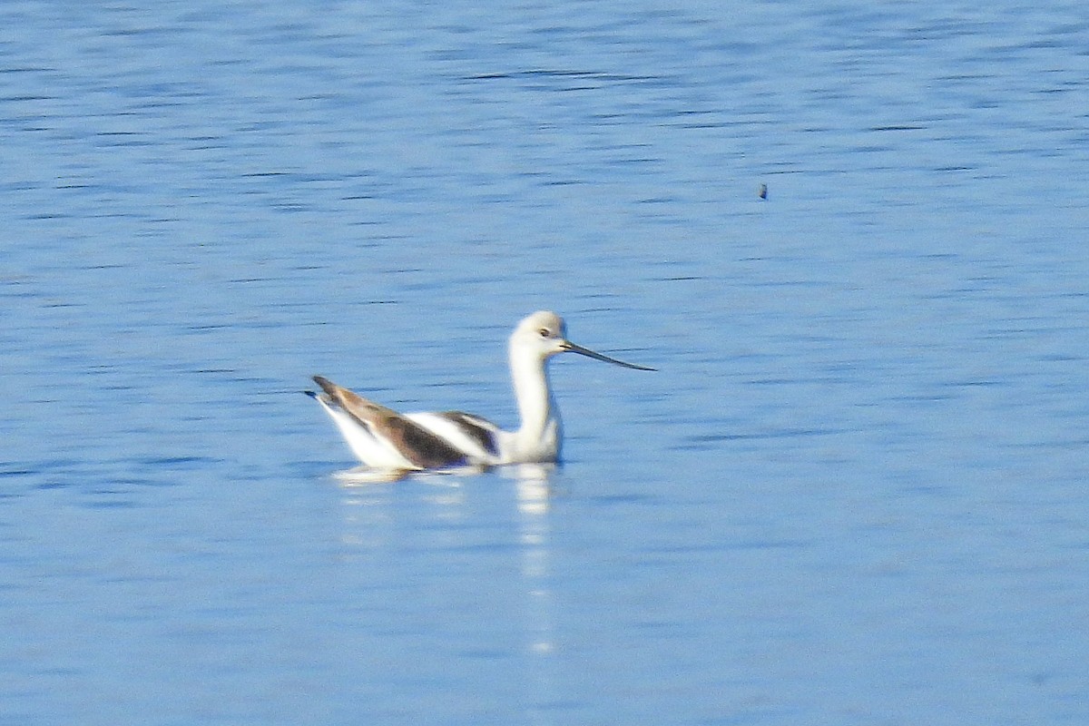 American Avocet - ML645793985