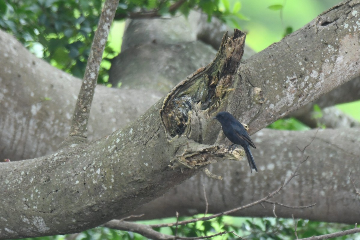 Southern Black-Flycatcher - ML645793986