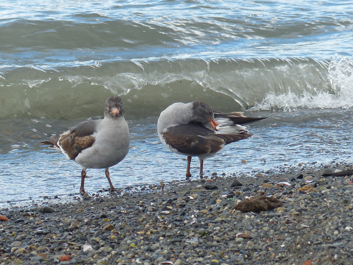 Dolphin Gull - ML645793987