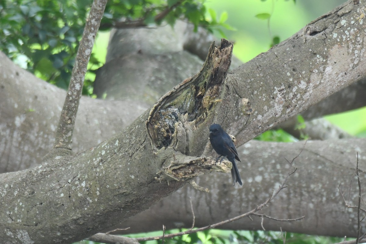 Southern Black-Flycatcher - ML645793988