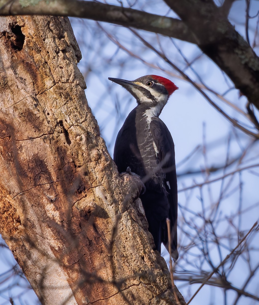 datel chocholatý - ML645793993