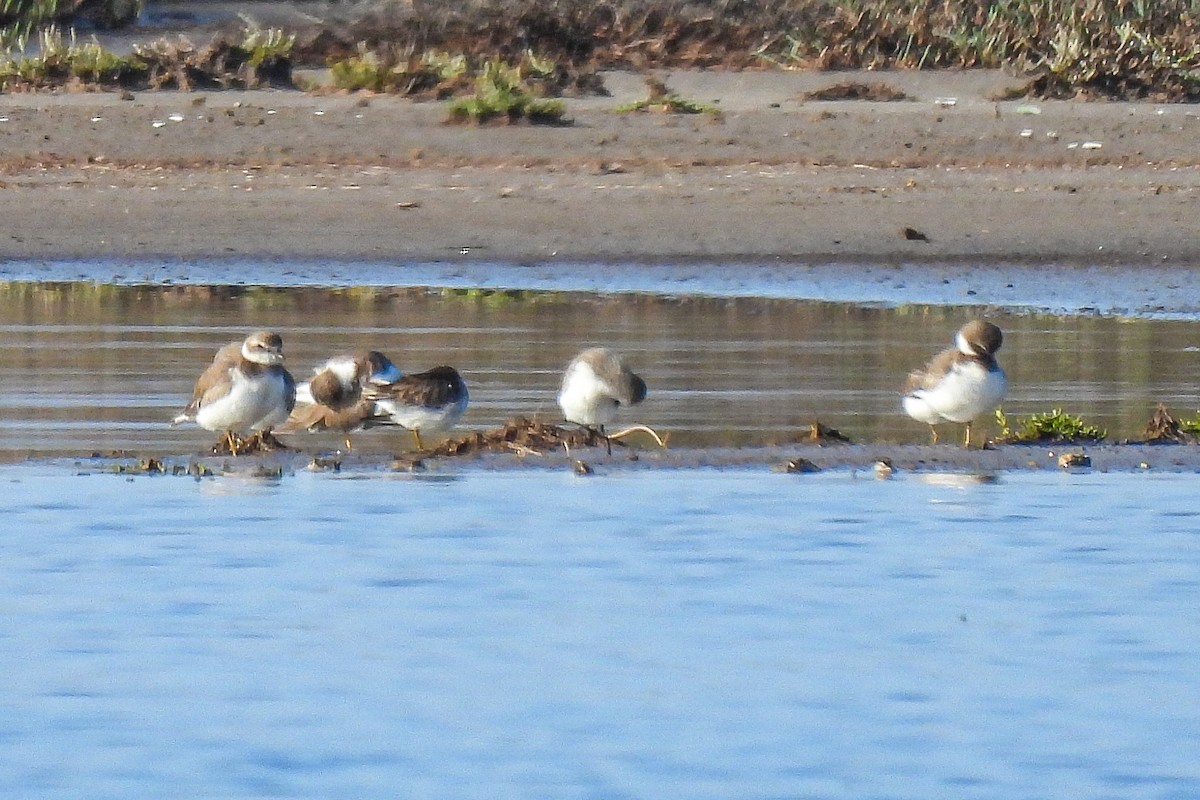 Semipalmated Plover - ML645793994
