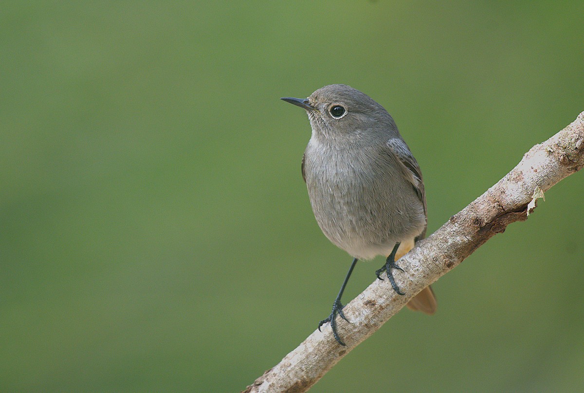 Black Redstart - ML645793999