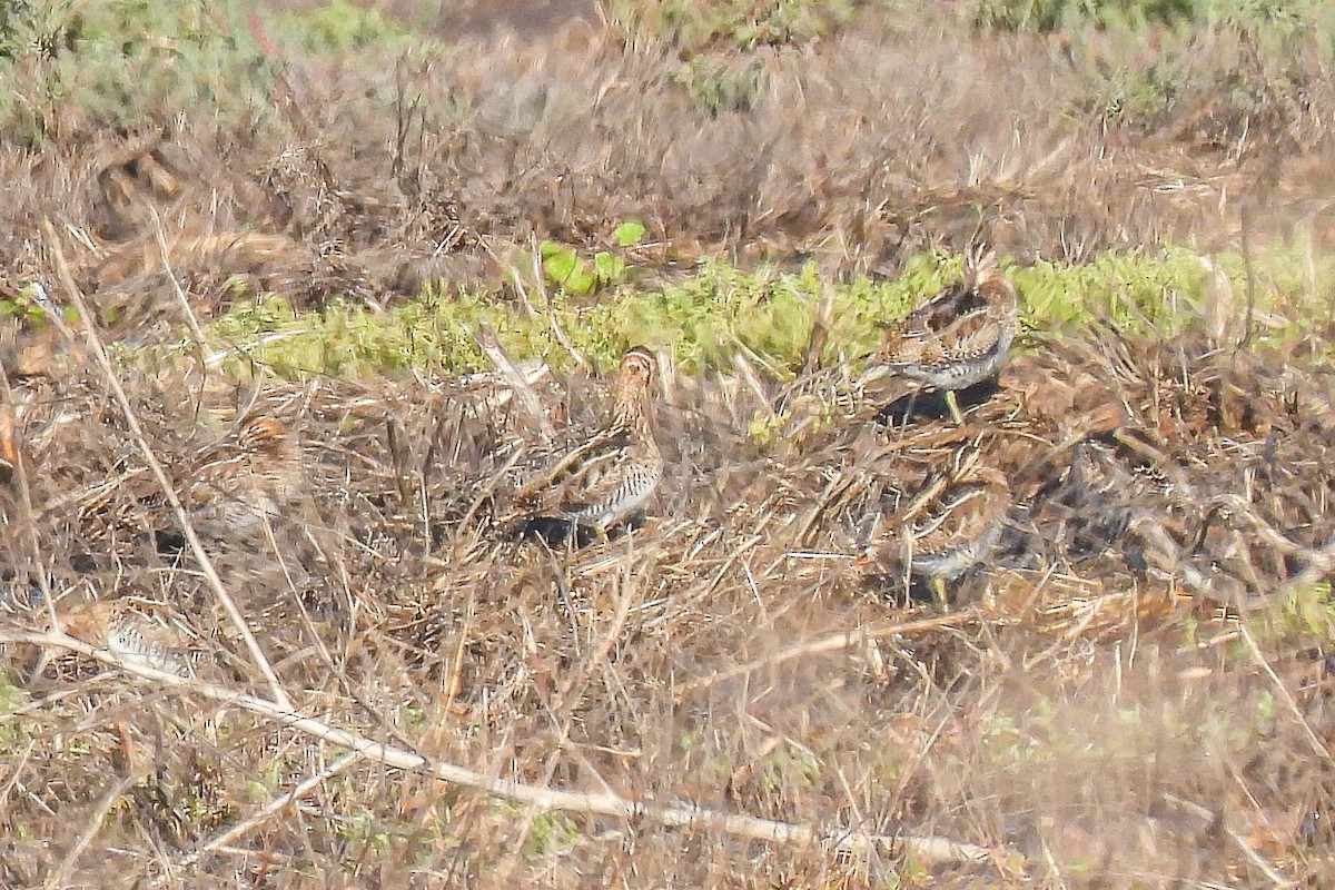 Wilson's Snipe - ML645794006