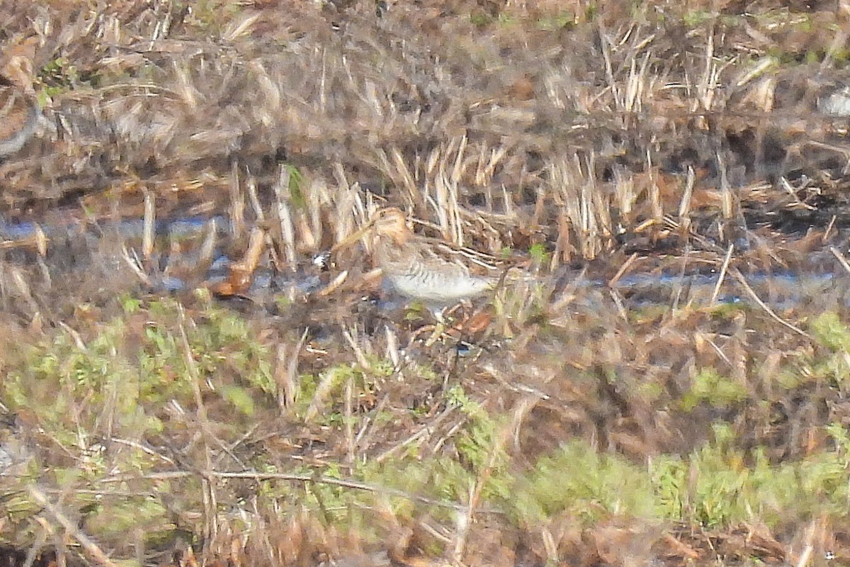 Wilson's Snipe - ML645794007