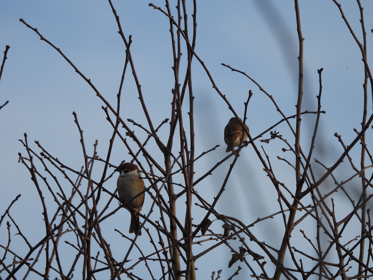 Ağaç Serçesi - ML645794019