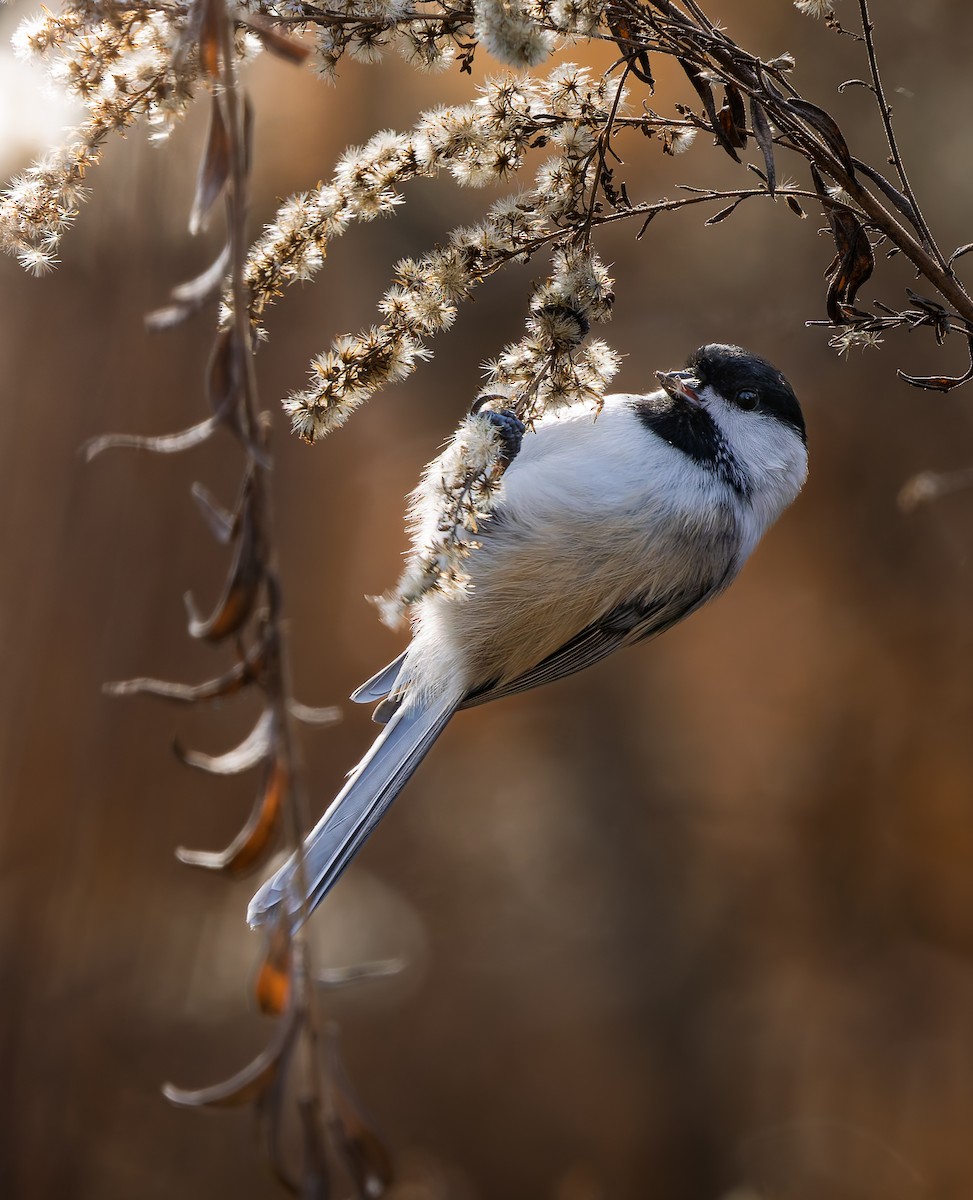 sýkora černohlavá - ML645794022