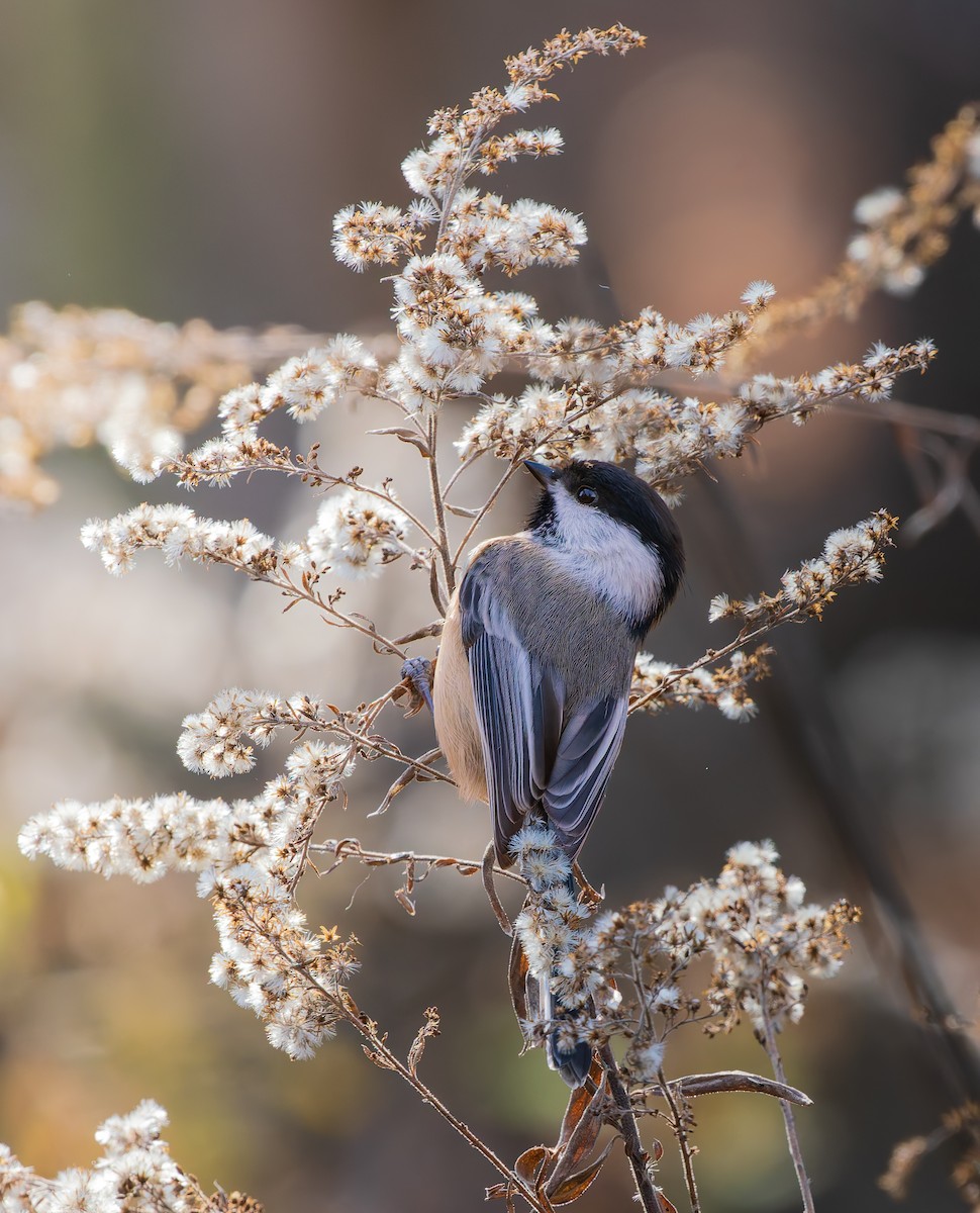 sýkora černohlavá - ML645794023