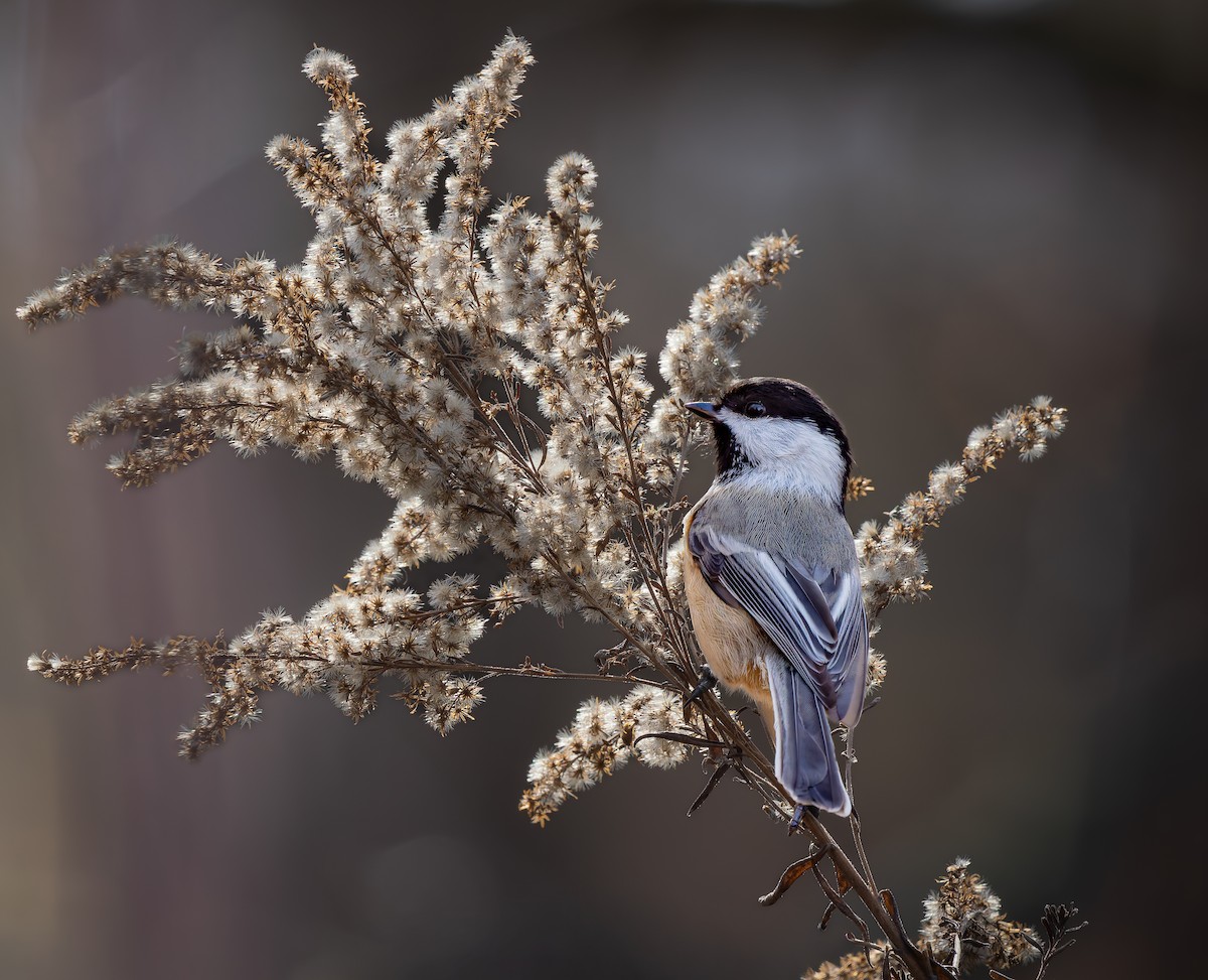 sýkora černohlavá - ML645794024