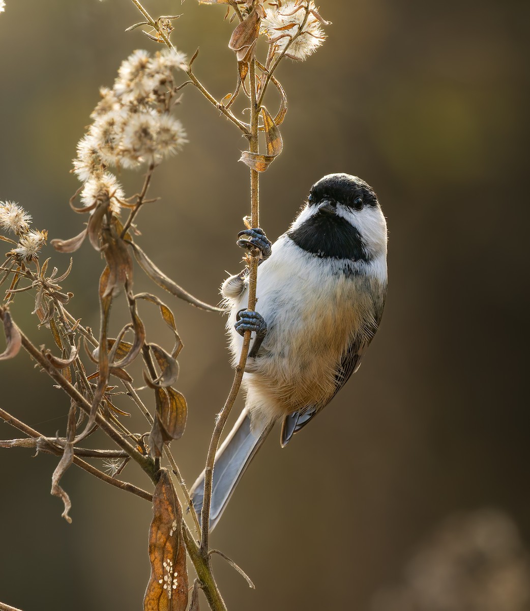 sýkora černohlavá - ML645794025