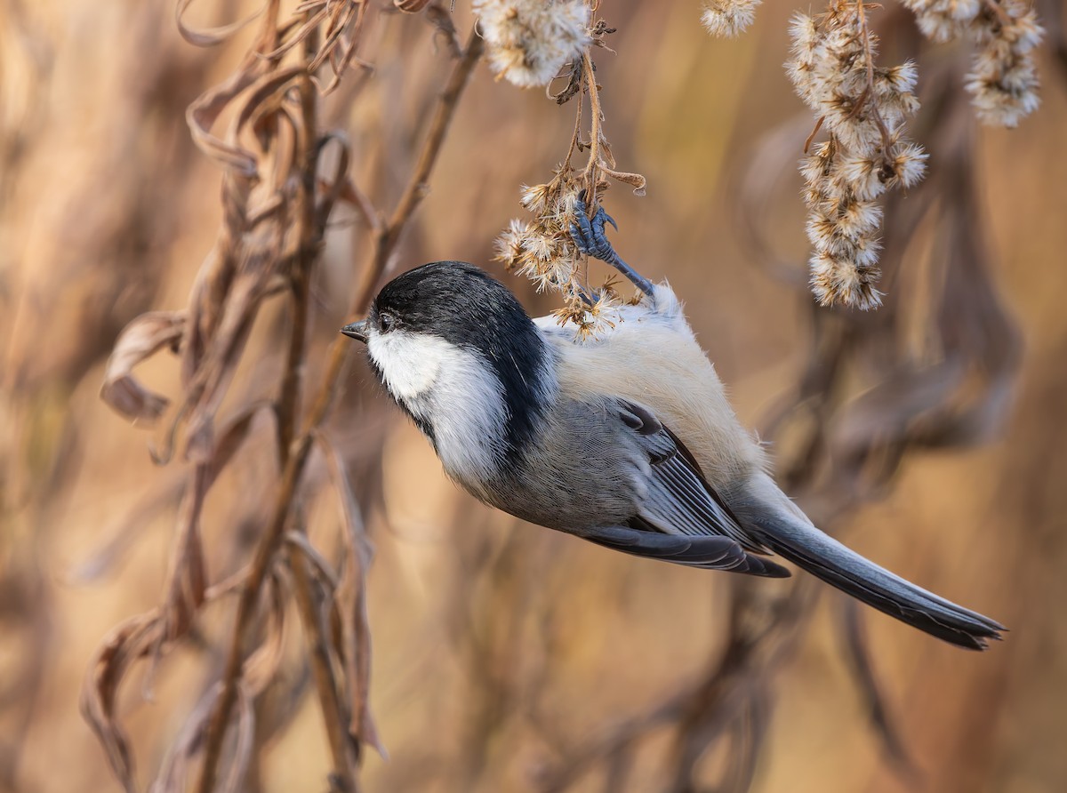 sýkora černohlavá - ML645794026