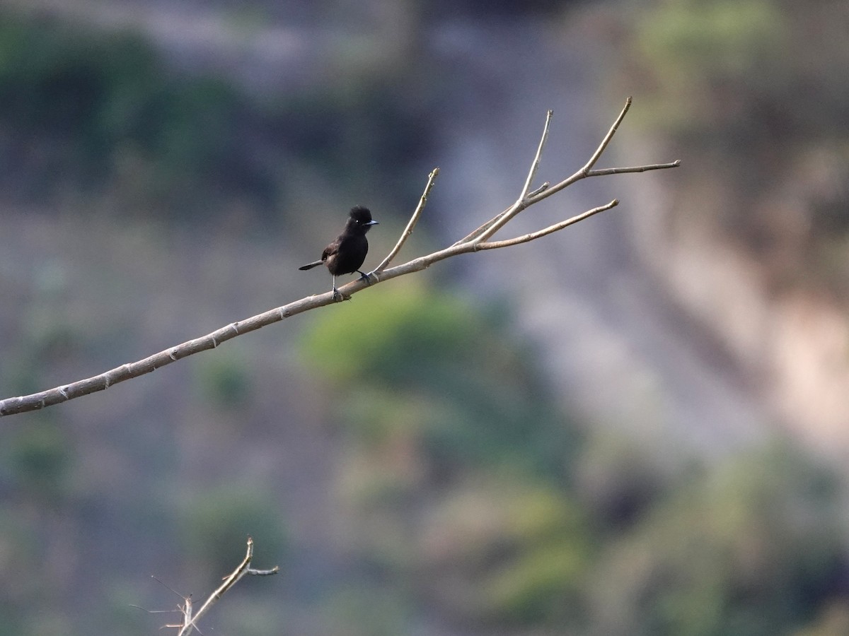 White-winged Black-Tyrant (White-winged) - ML645794031