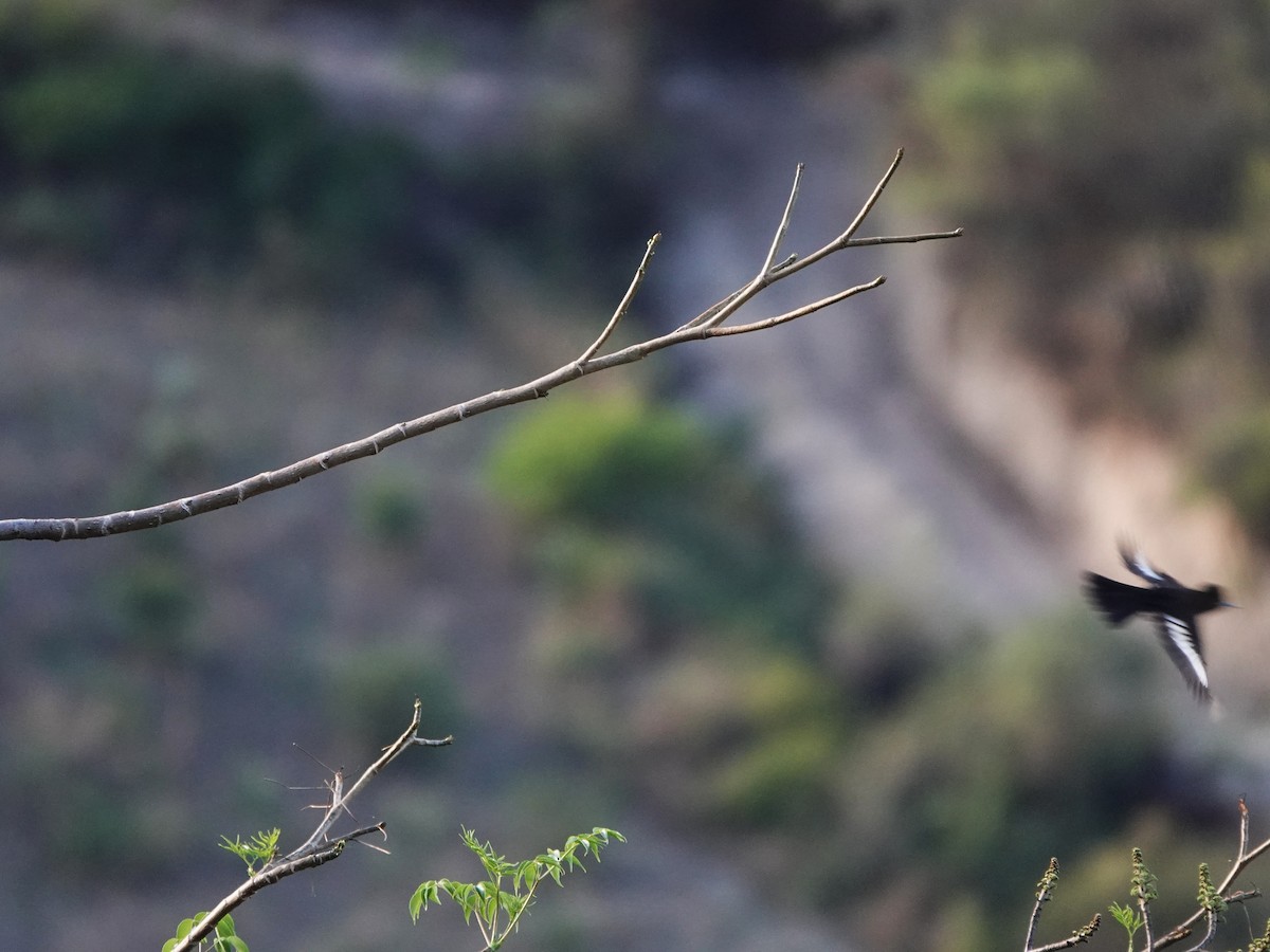 White-winged Black-Tyrant (White-winged) - ML645794033