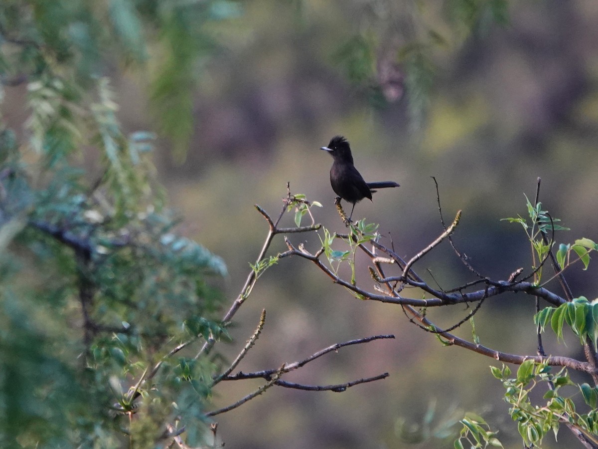 White-winged Black-Tyrant (White-winged) - ML645794037