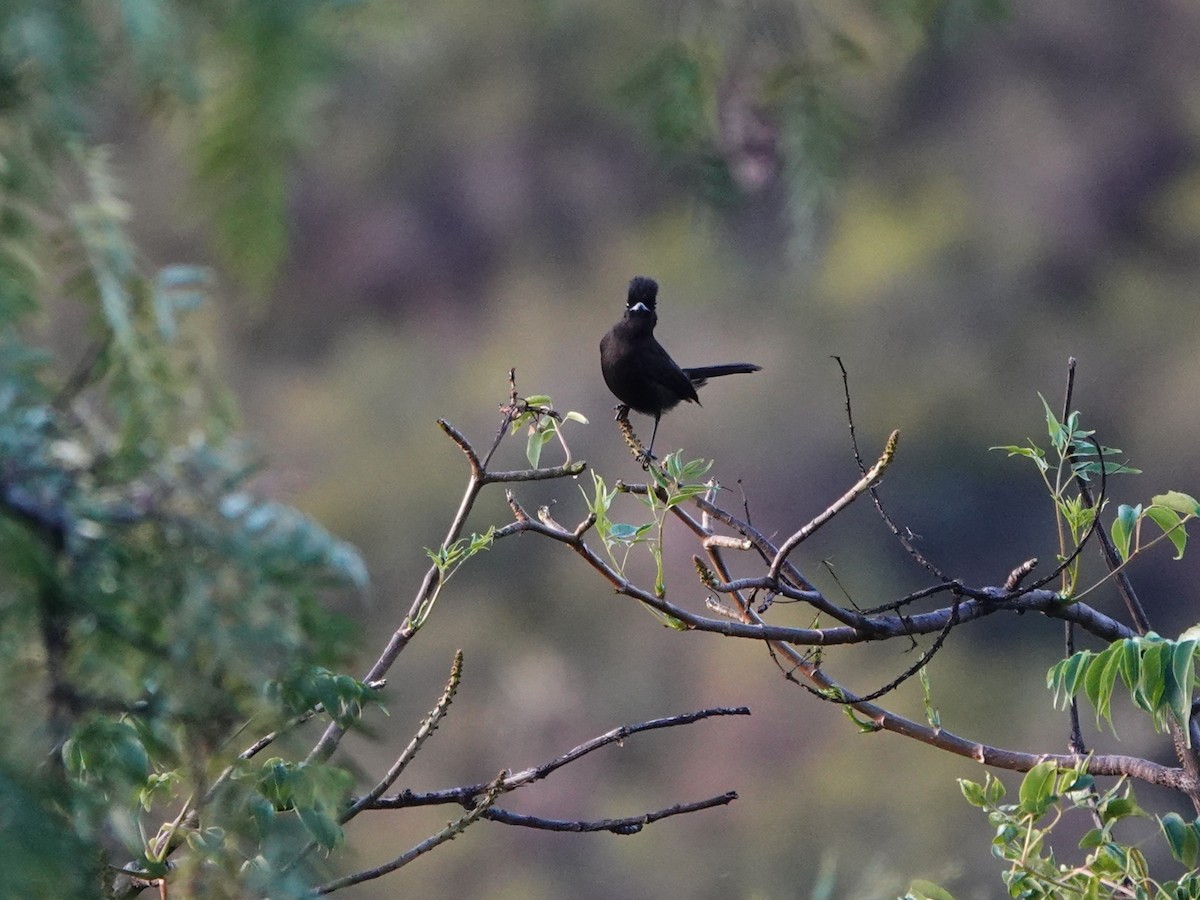 White-winged Black-Tyrant (White-winged) - ML645794038