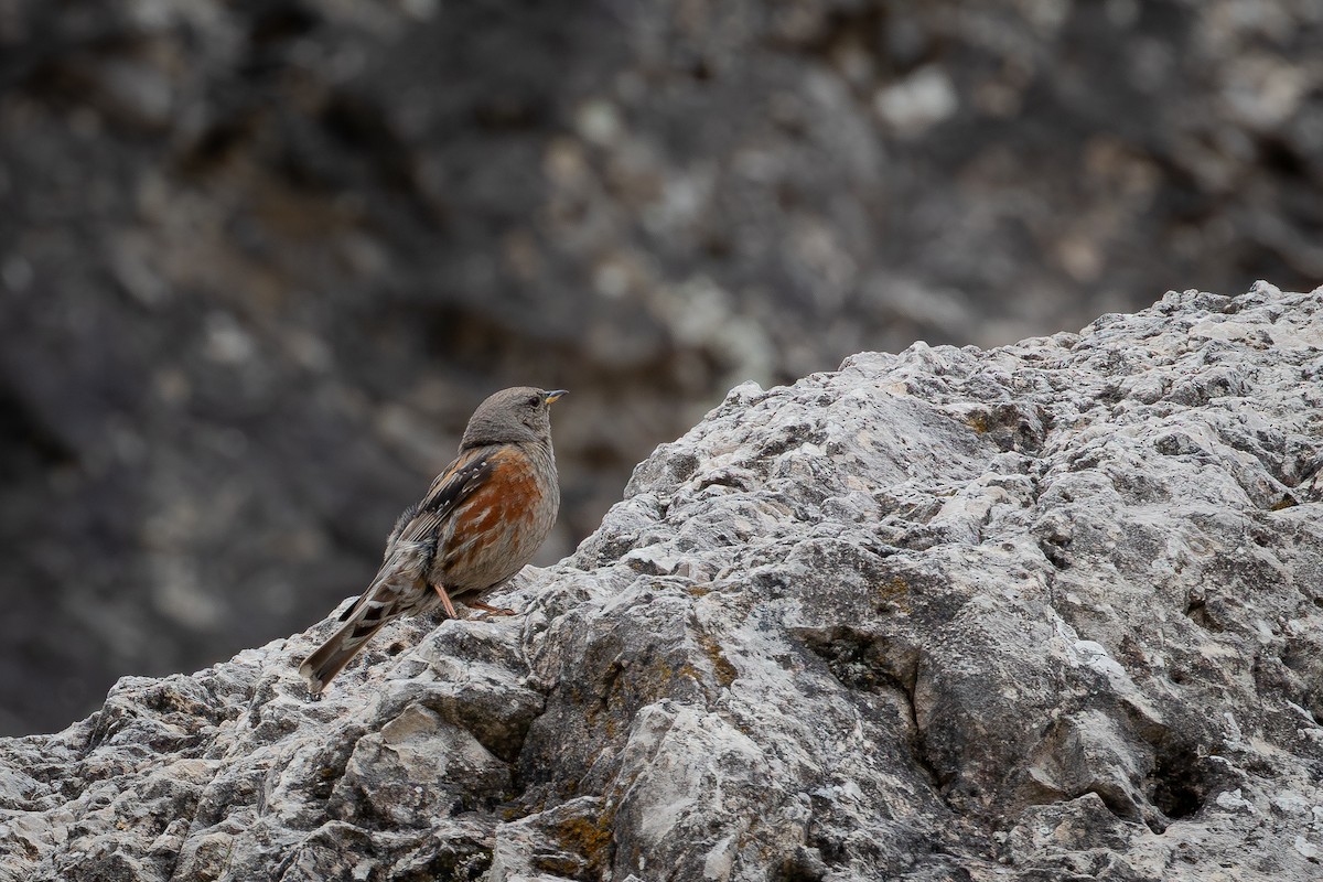 Alpine Accentor - ML645794039