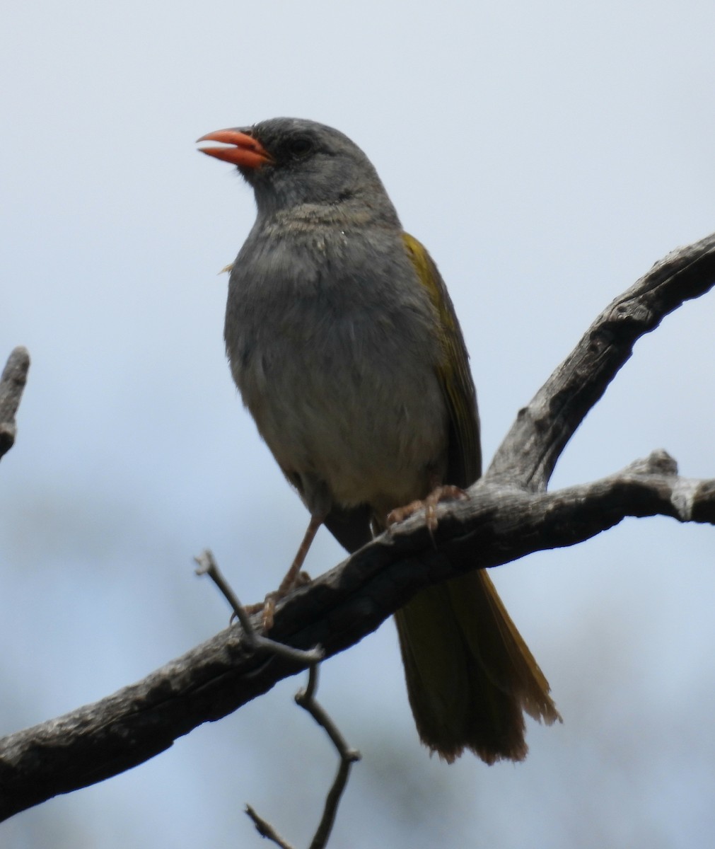 Great Pampa-Finch - ML645794056