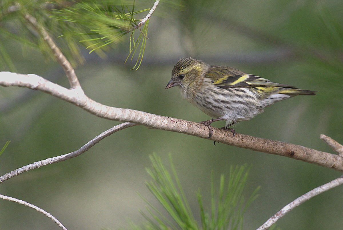 Eurasian Siskin - ML645794062