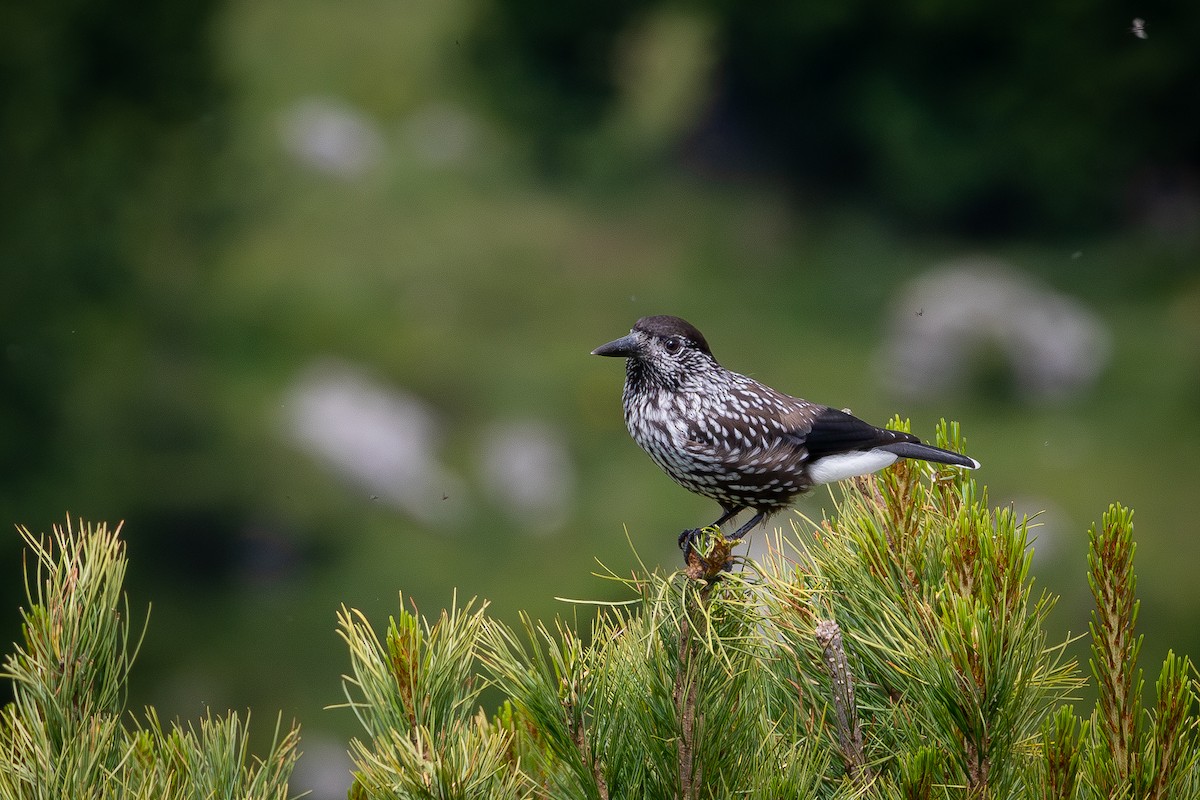 Northern Nutcracker - ML645794063