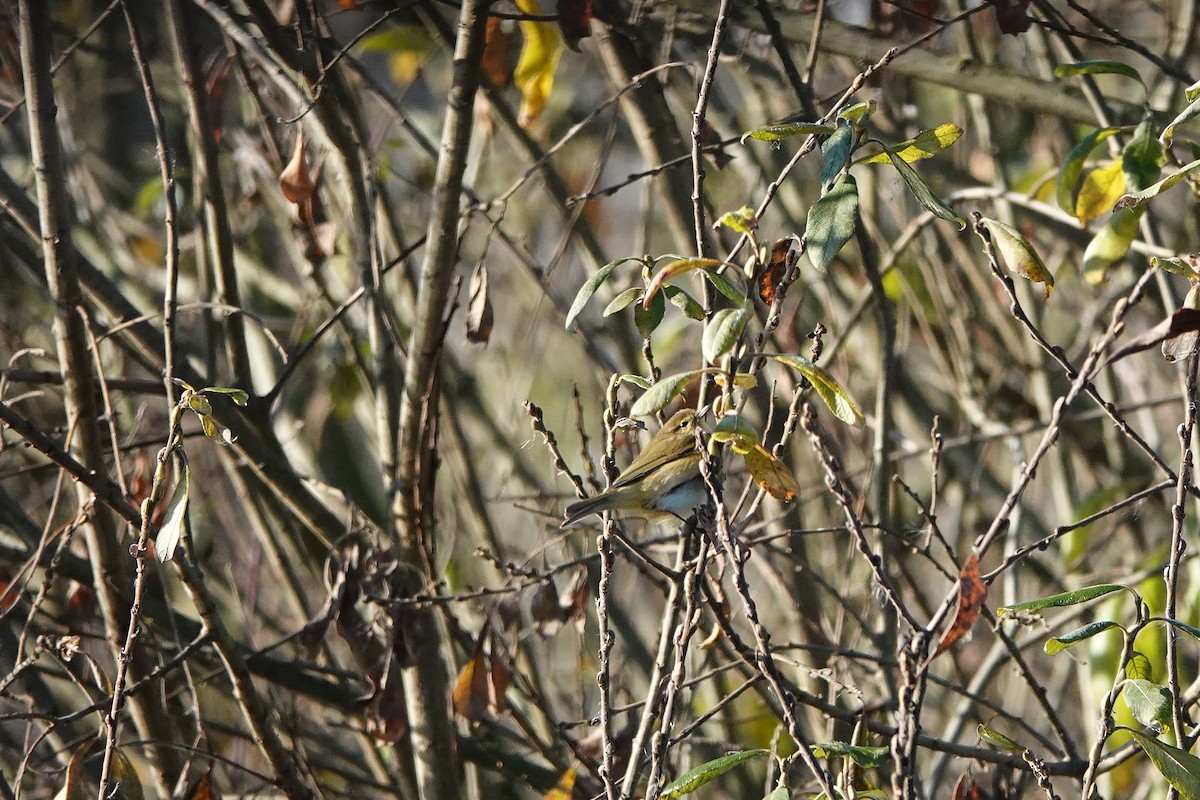 Common Chiffchaff - ML645794076