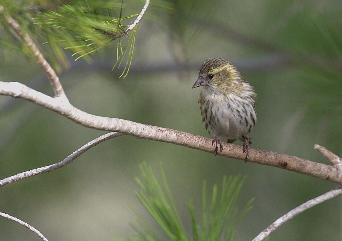 Eurasian Siskin - ML645794077