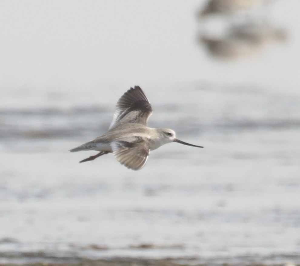 ביצנית אפורה - ML645794078