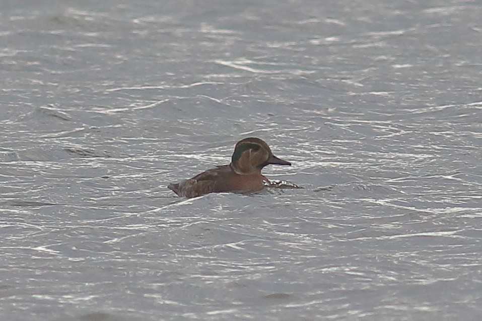 Baikal Teal - ML645794081