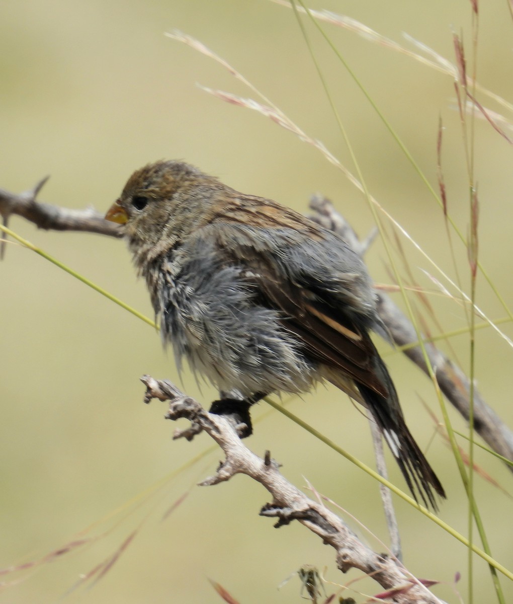 Band-tailed Seedeater - ML645794083