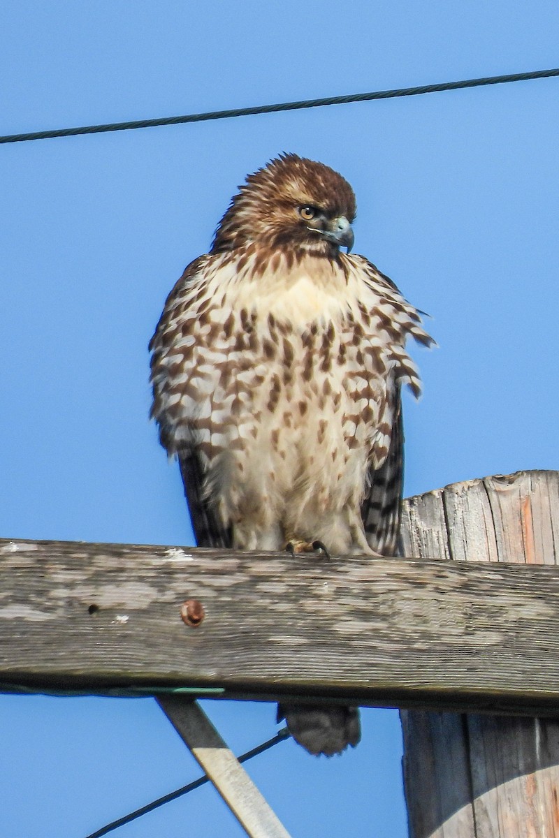 Red-tailed Hawk - ML645794093