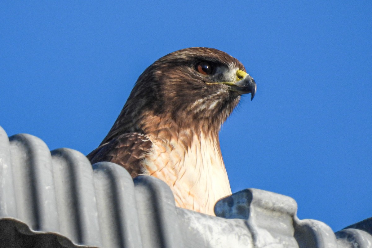 Red-tailed Hawk - ML645794094