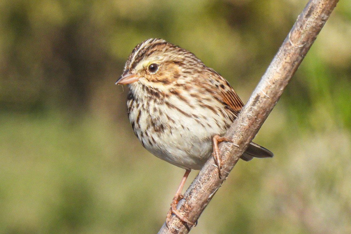 Savannah Sparrow - ML645794097