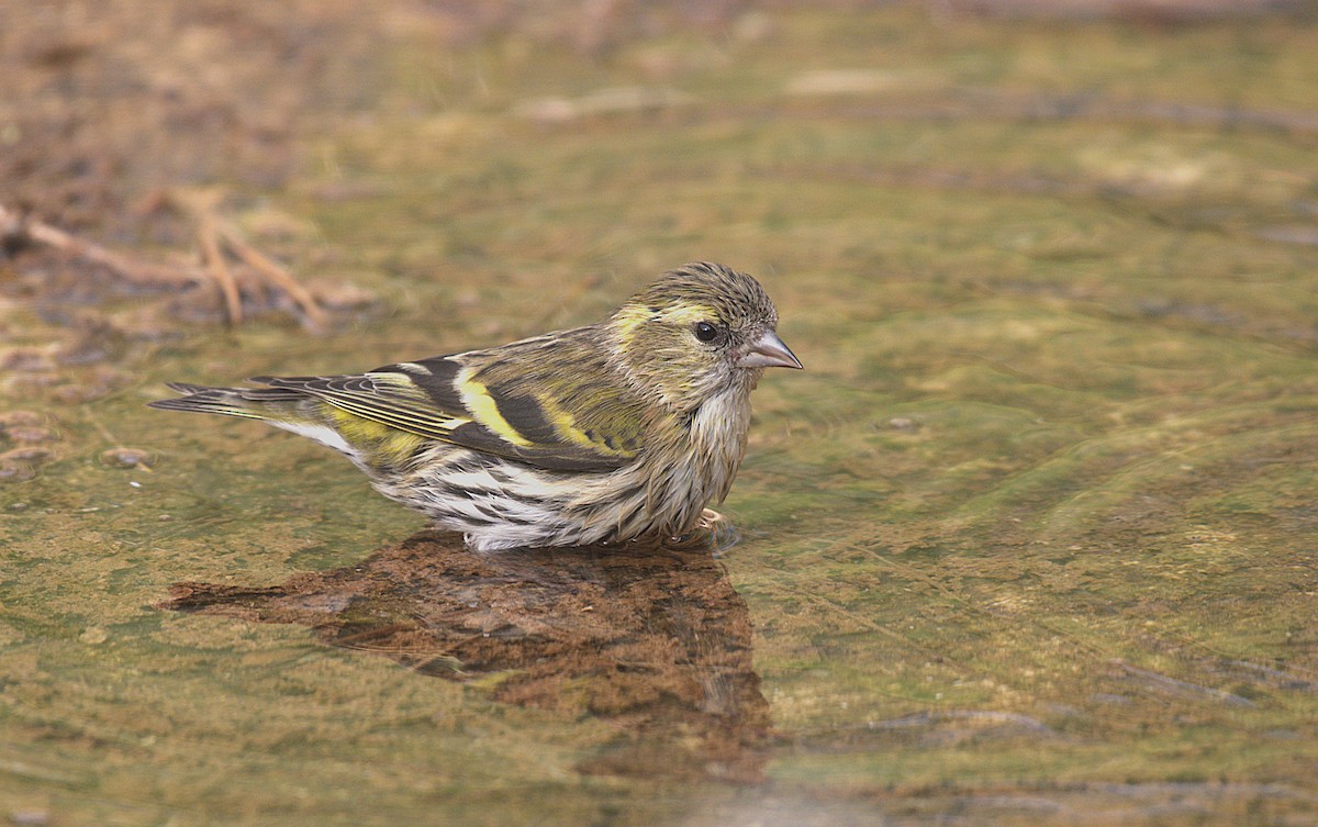 Eurasian Siskin - ML645794099