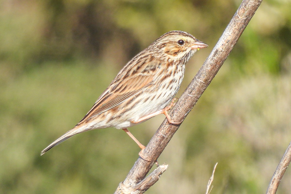 Savannah Sparrow - ML645794100