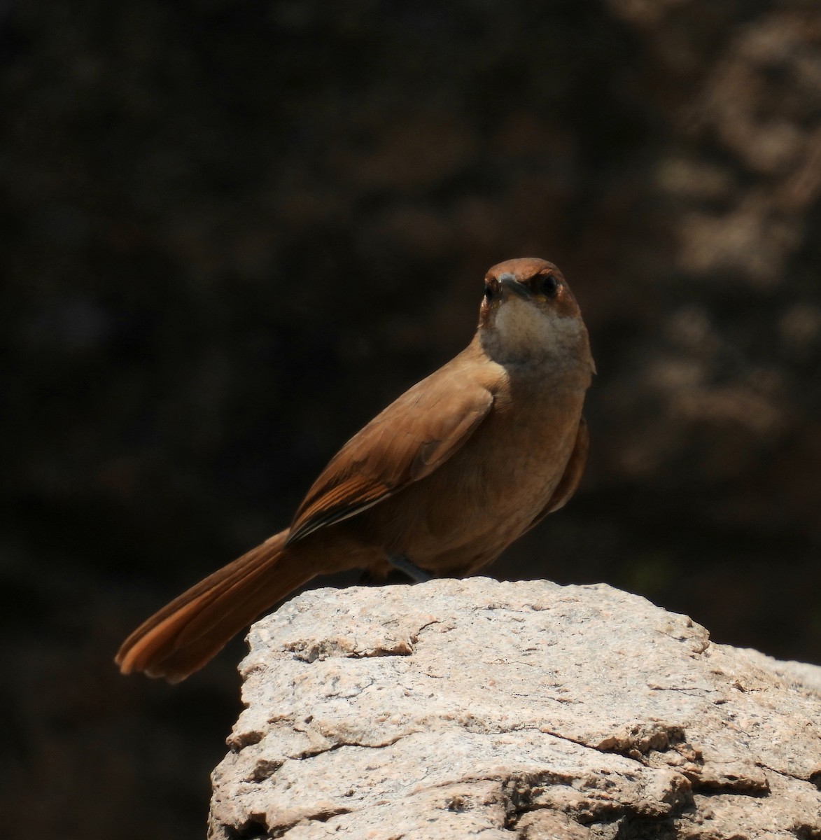 Chaco Earthcreeper - ML645794121