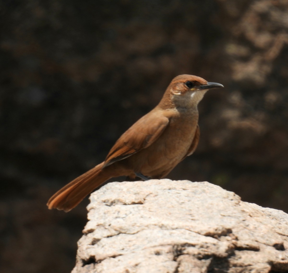 Chaco Earthcreeper - ML645794122