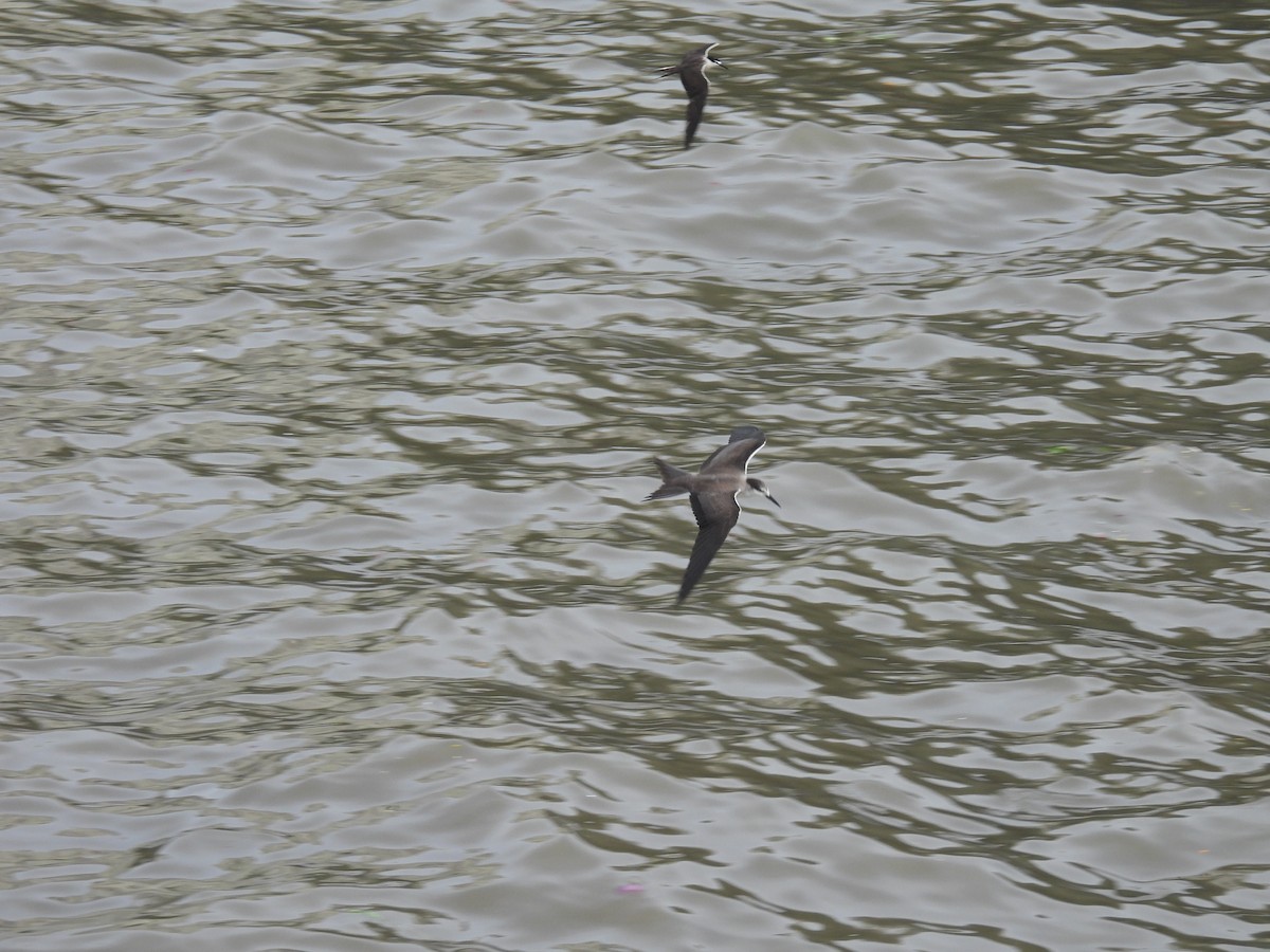 Bridled Tern - ML645794136