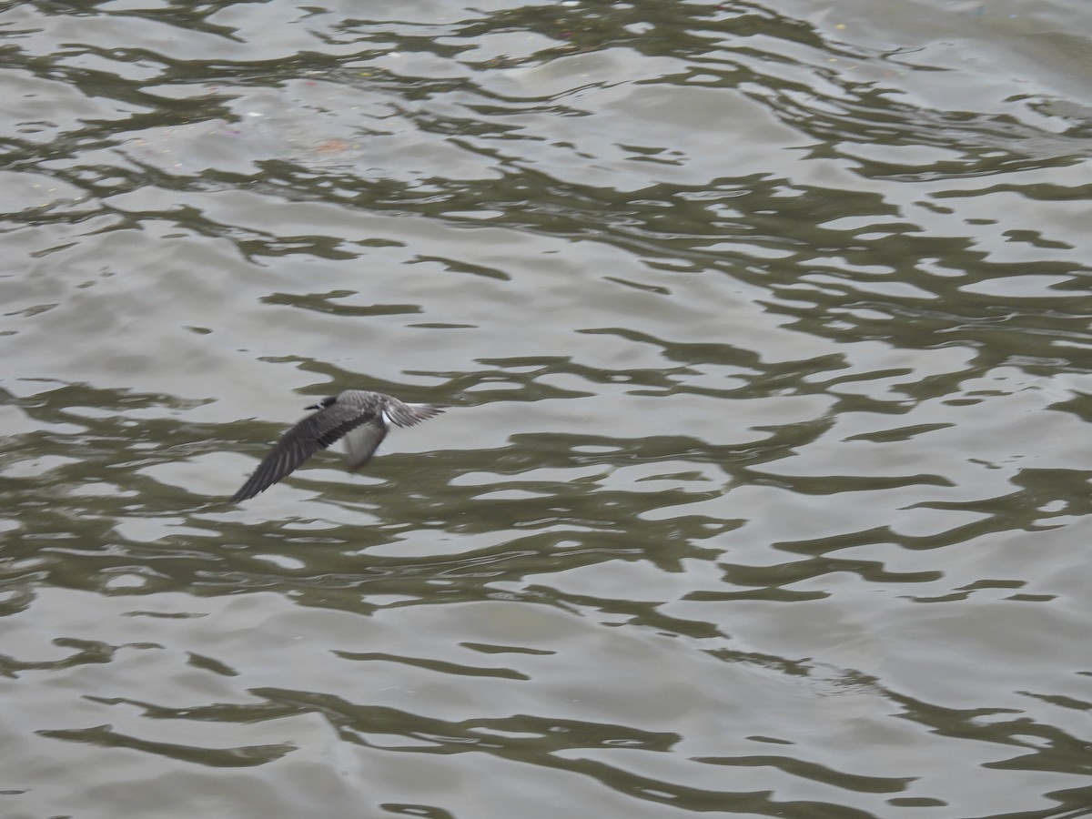 Bridled Tern - ML645794138