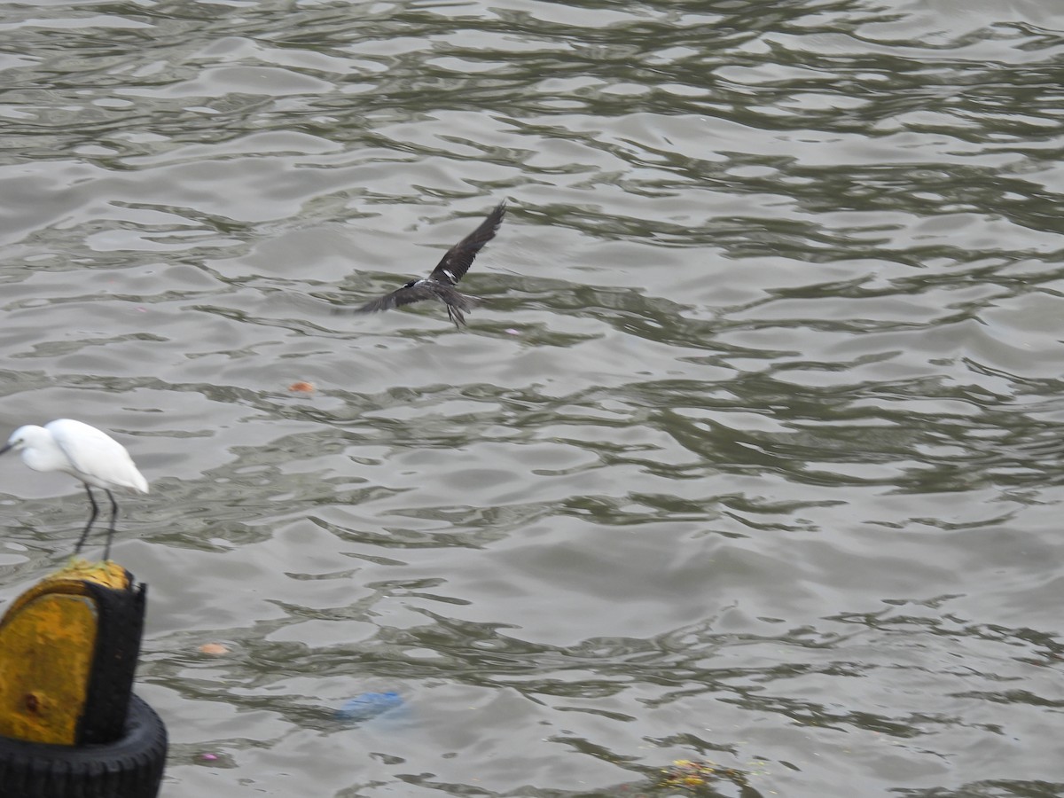 Bridled Tern - ML645794139