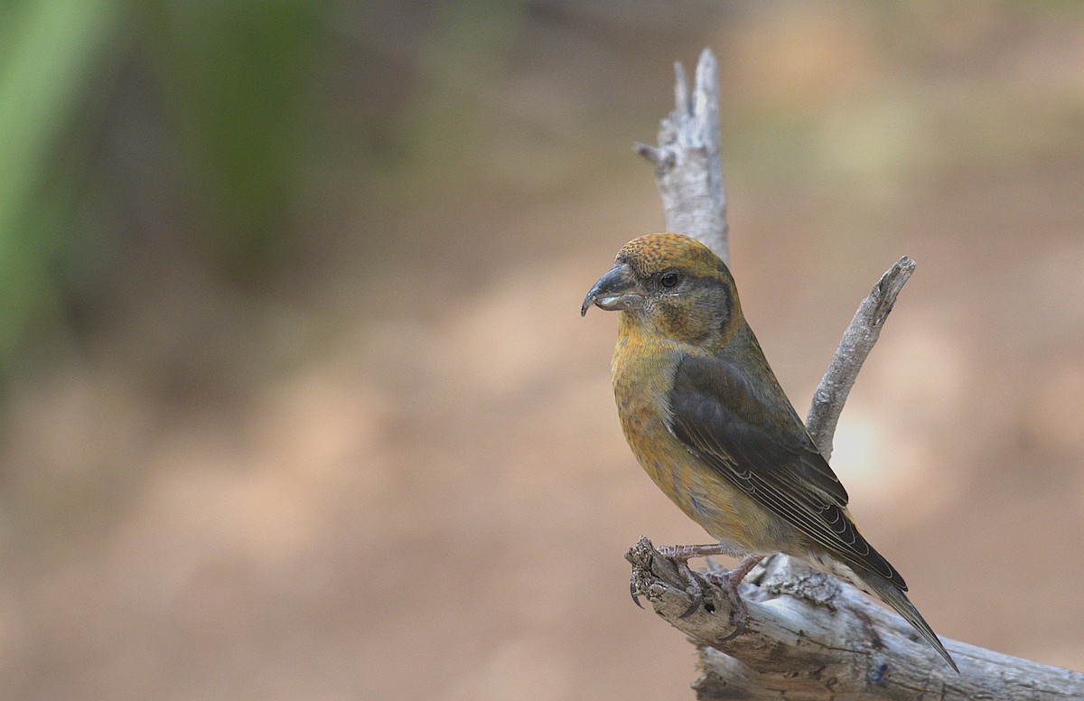 Red Crossbill - ML645794143