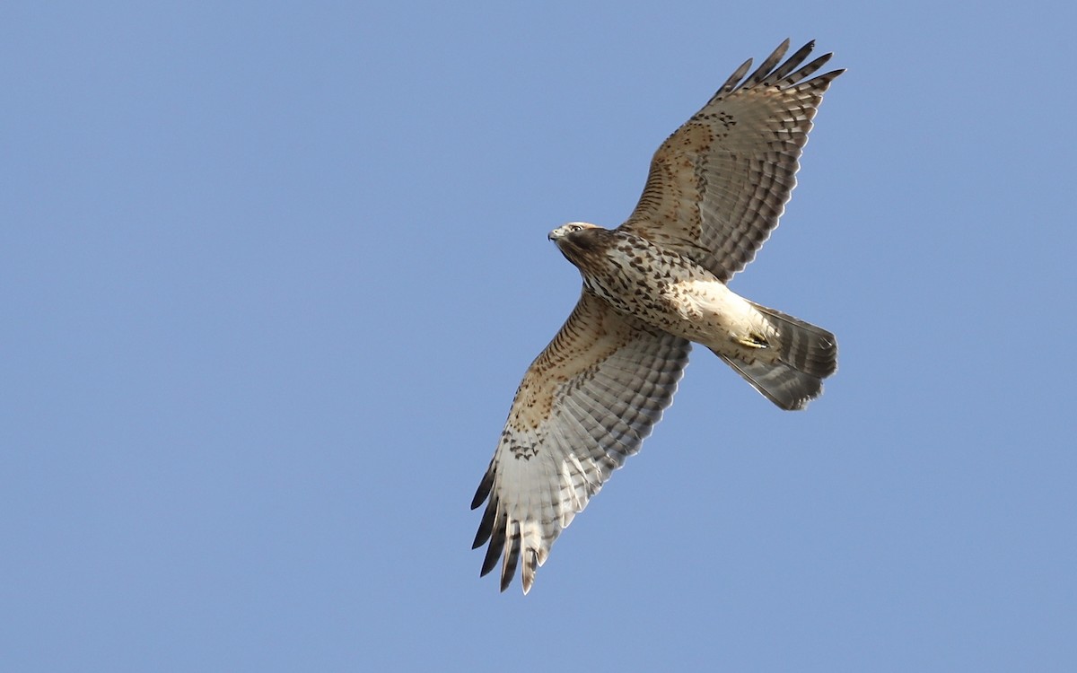 Red-shouldered Hawk - ML645794146