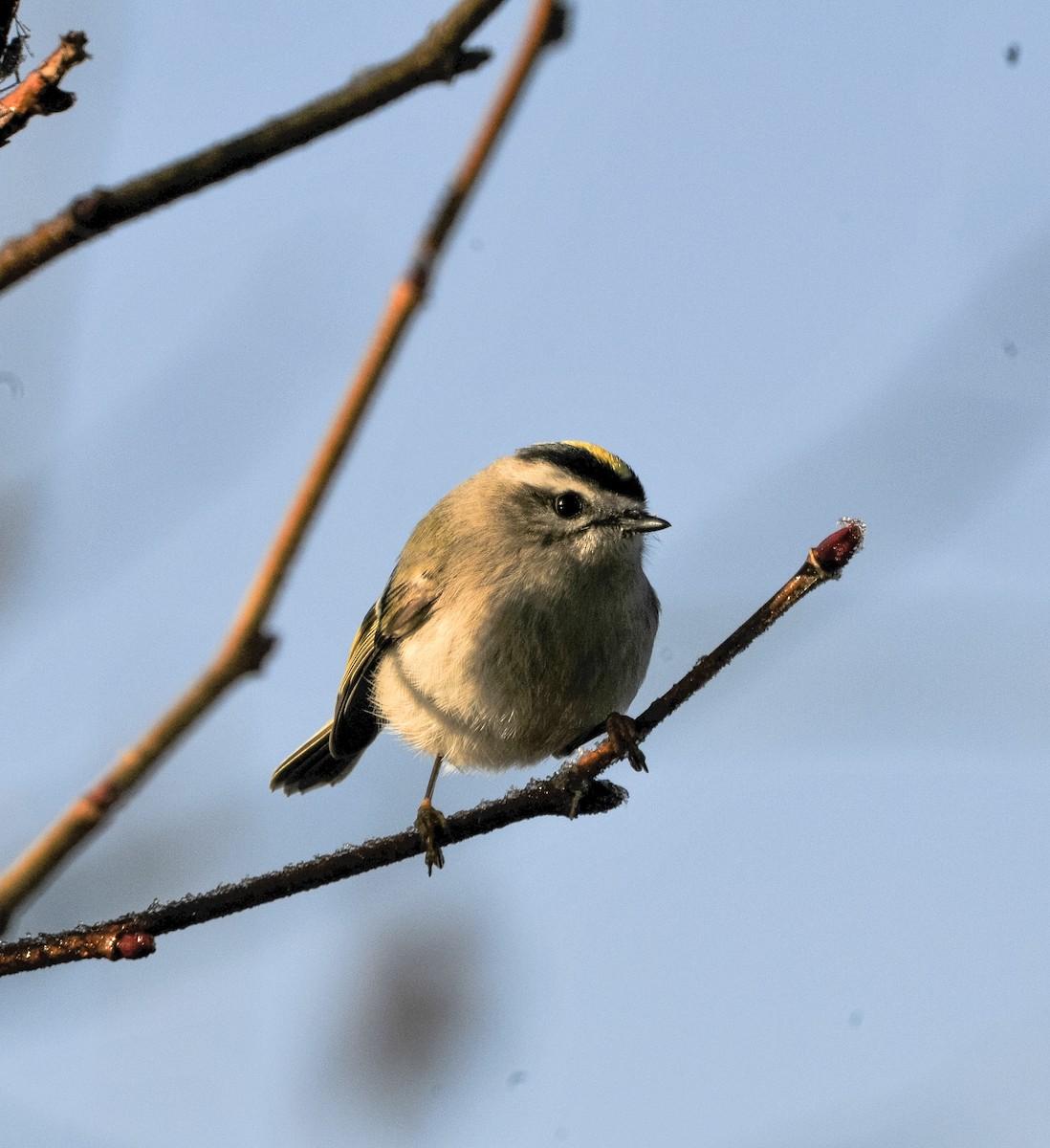 Golden-crowned Kinglet - ML645794149