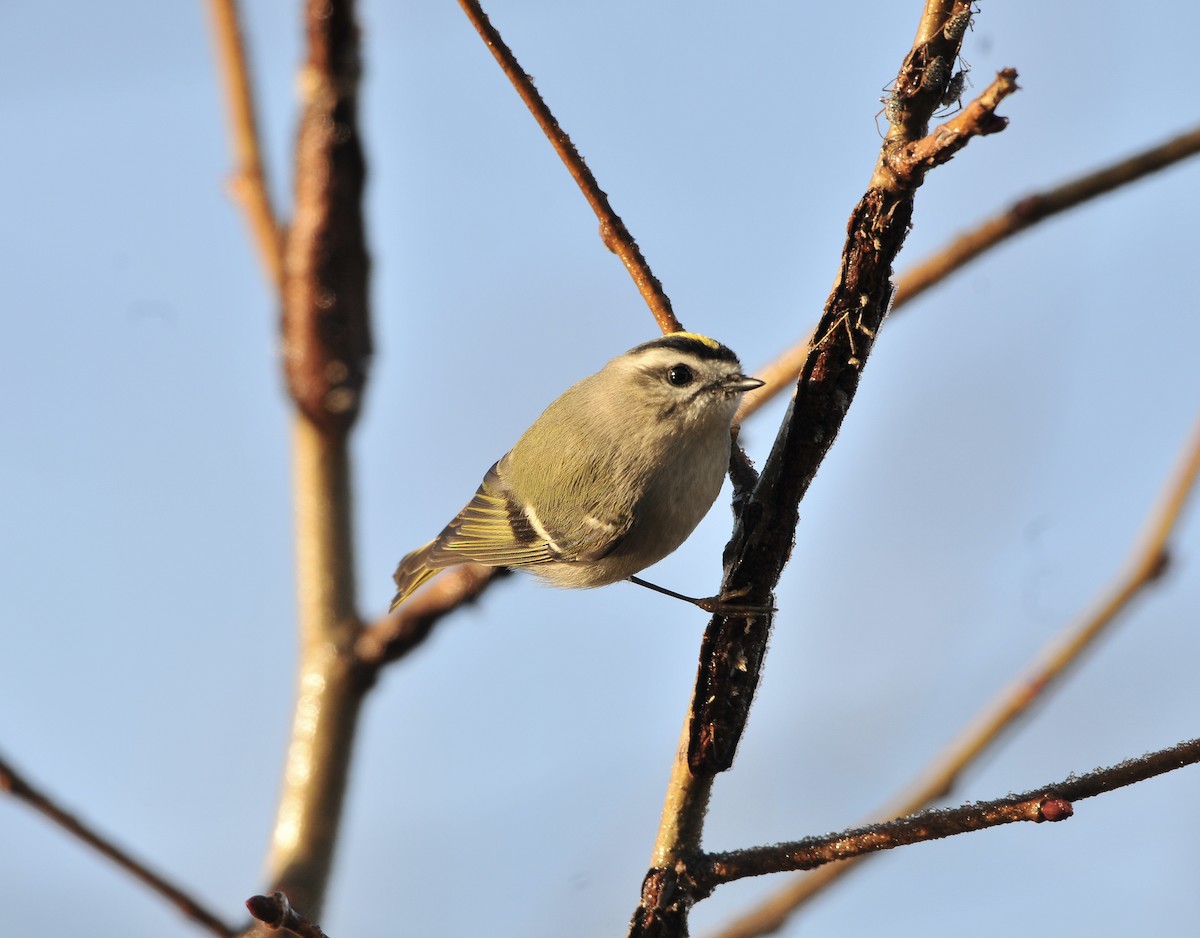 Golden-crowned Kinglet - ML645794150