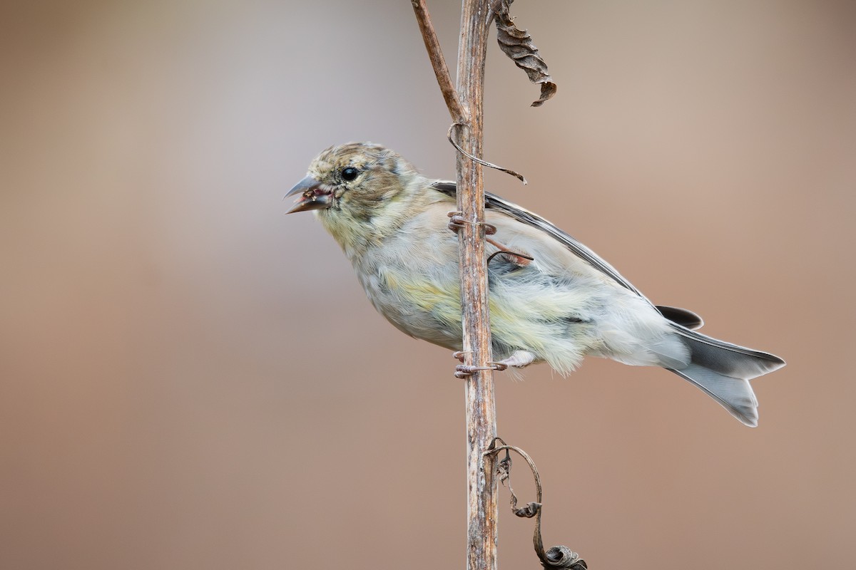 American Goldfinch - ML645794156