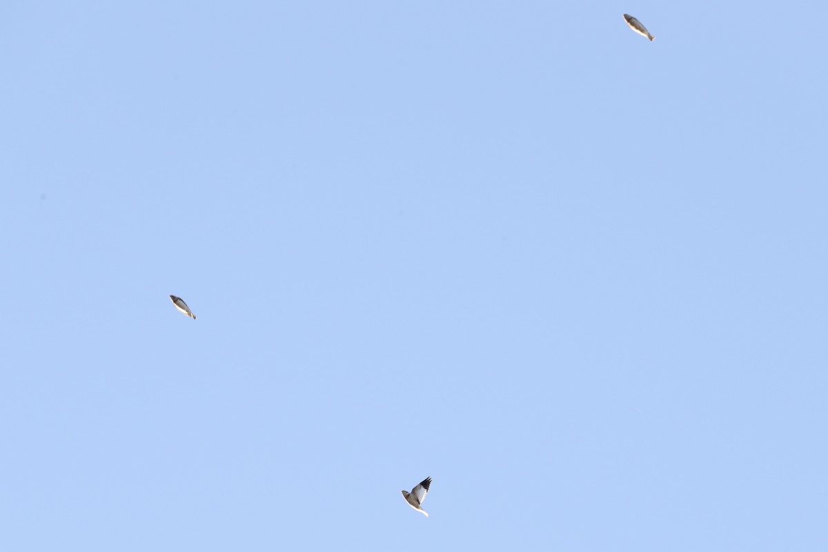 Snow Bunting - ML645794157