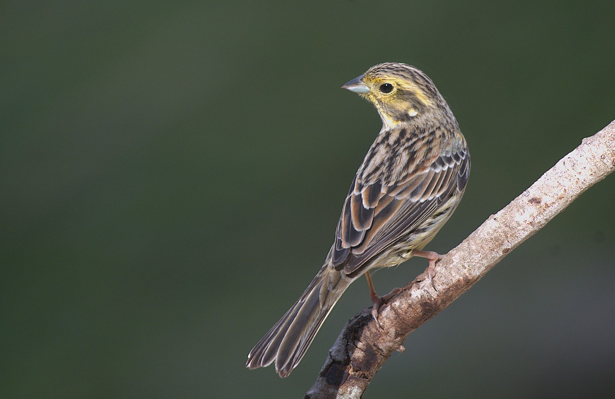 Cirl Bunting - ML645794162