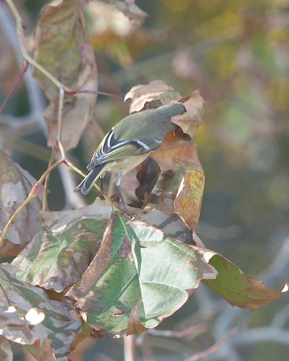 Ruby-crowned Kinglet - ML645794170