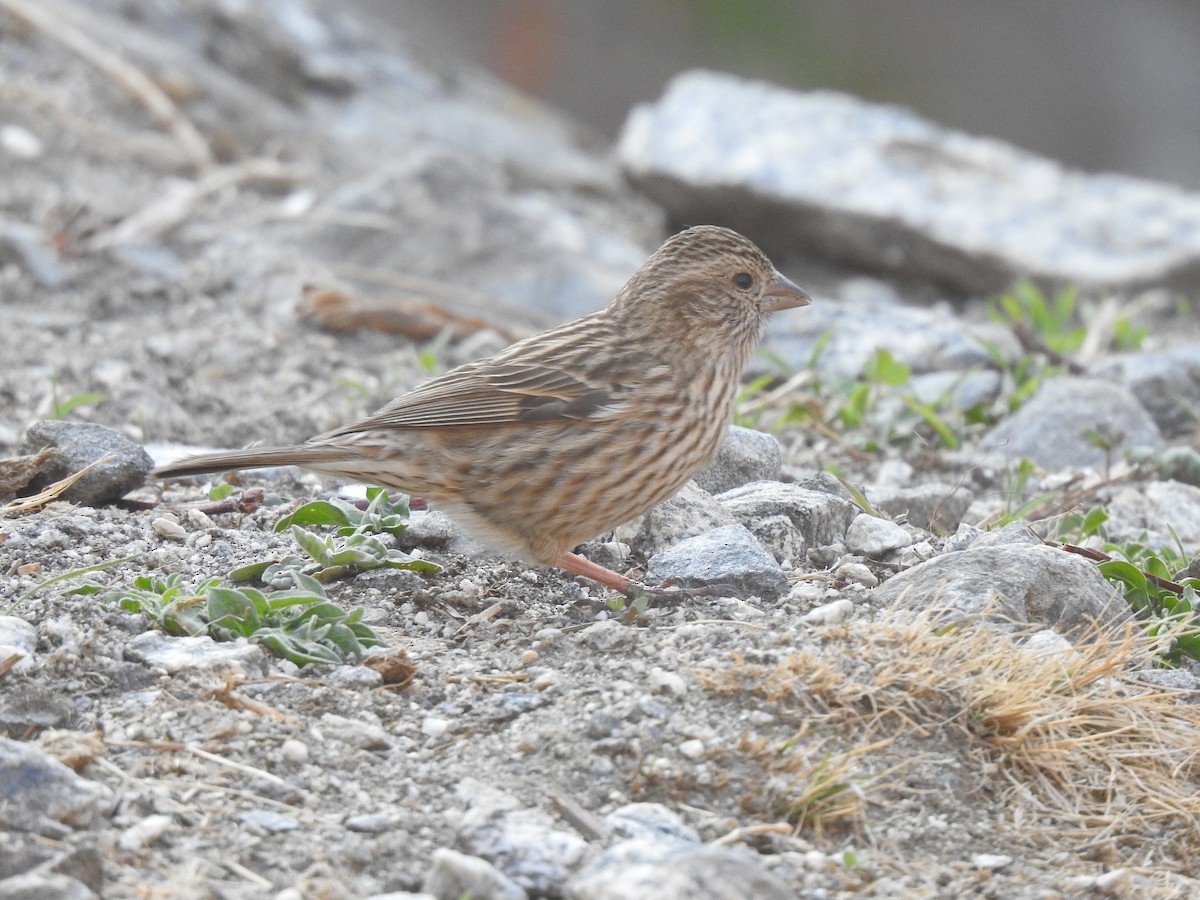 Himalayan Beautiful Rosefinch - ML645794175