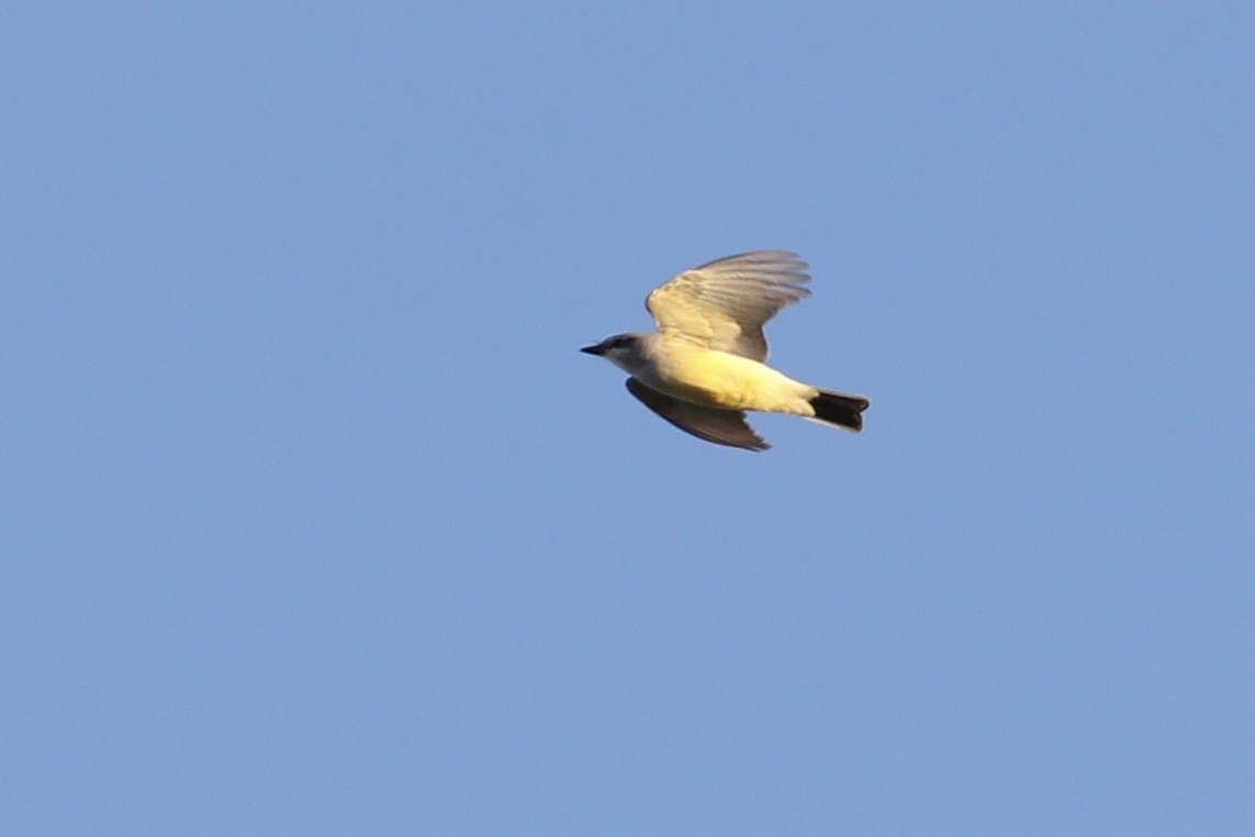 Western Kingbird - ML645794185